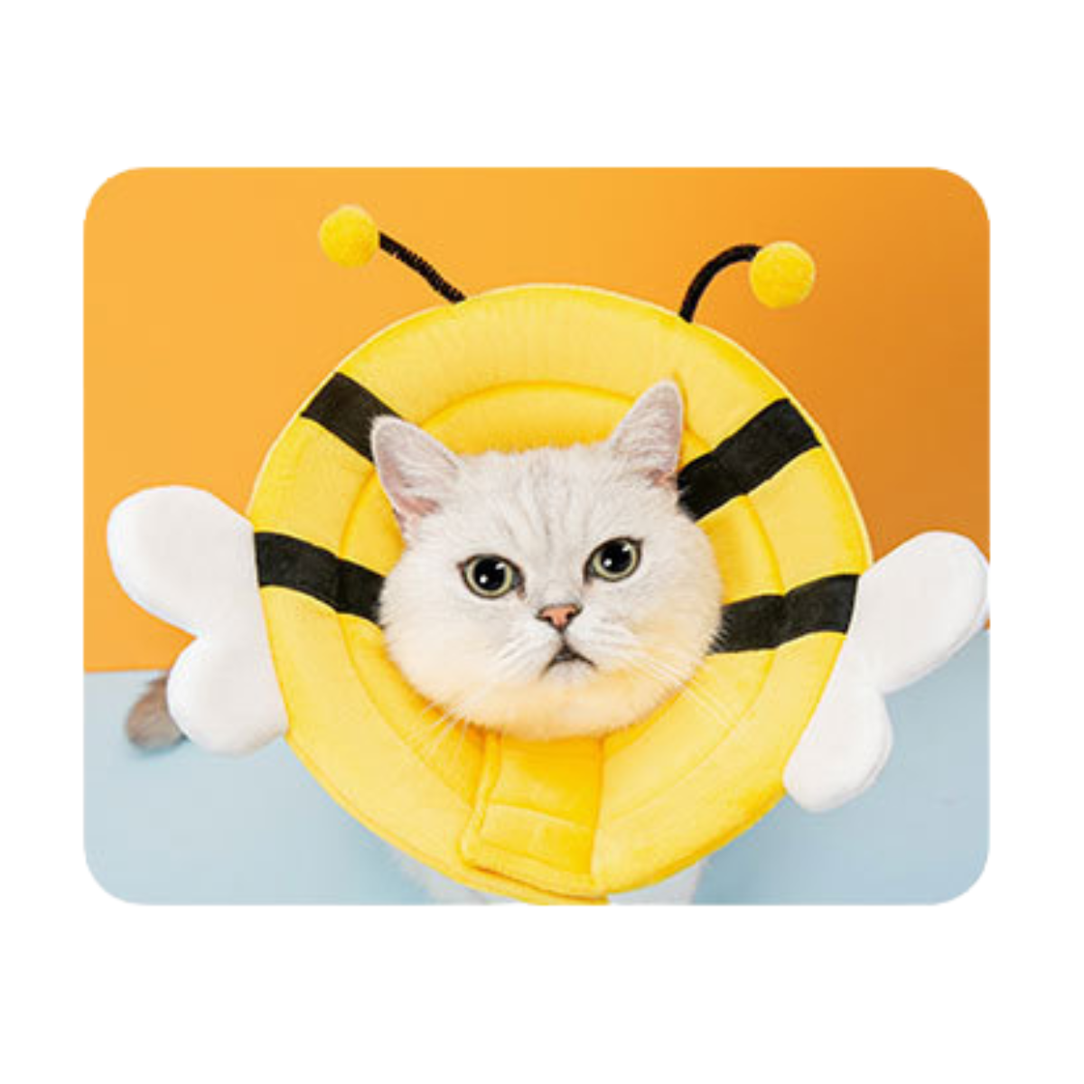 Bee Recovery Cone for Pets
